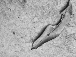 Black and white photo of a dry leaf on a concrete road.