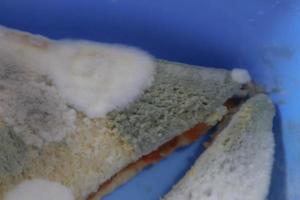 A lot of moldy sandwich bread. photo