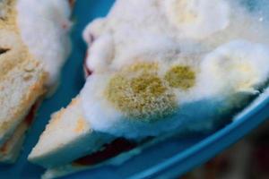 A lot of moldy sandwich bread. photo