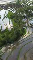 Vertical aerial video in an amazing landscape rice field on Jatiluwih Rice Terraces, Bali, Indonesia.