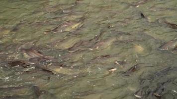 muchos peces nadan río arriba en khlong bang luang. video