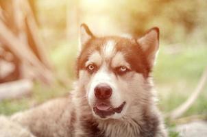 malamute ártico con retrato de bozal de ojos azules de cerca. este es un tipo nativo de perro bastante grande foto