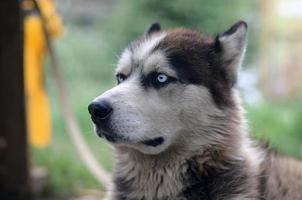 Proud handsome young husky dog with head in profile sitting in garden photo