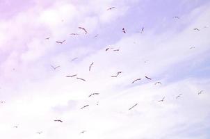 muchas gaviotas blancas vuelan en el cielo azul nublado foto