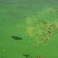 The surface of an old swamp covered with duckweed and lily leaves photo