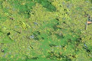 The surface of an old swamp covered with duckweed and lily leaves photo
