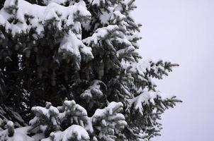 Branches of spruce photo