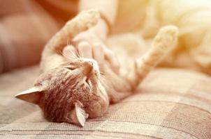 A cute big brown tabby cat lying on the soft sofa lazy while the hand scratching his neck photo