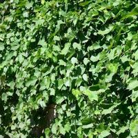 Texture of a wall overgrown with ivy from green leaves in a vineyard photo