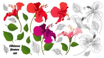 Summer flower set. Tropical flowers bright color collection. Hibiscus flower realistic vector with leaves.