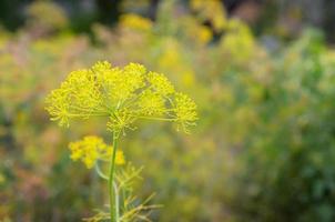 Yellow flowers of Anethum graveolens dill in garden fields photo