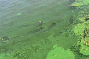 The surface of an old swamp covered with duckweed and lily leaves photo