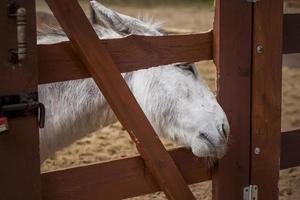 animales en un aviario en un zoológico de una pequeña ciudad. los animales se alimentan de las manos de los visitantes, y los niños pueden acariciarlos foto