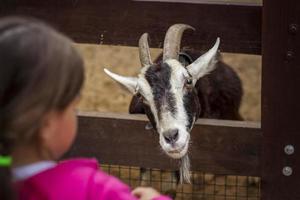 animales en un aviario en un zoológico de una pequeña ciudad. los animales se alimentan de las manos de los visitantes, y los niños pueden acariciarlos foto