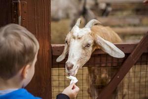 Animals in an aviary in a small city zoo. Animals are fed from the hands of visitors, and children can pet them photo