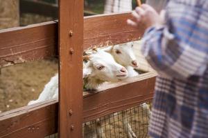 Animals in an aviary in a small city zoo. Animals are fed from the hands of visitors, and children can pet them photo