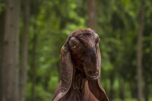 animales en un aviario en un zoológico de una pequeña ciudad. los animales se alimentan de las manos de los visitantes, y los niños pueden acariciarlos foto