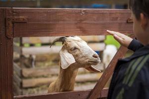 animales en un aviario en un zoológico de una pequeña ciudad. los animales se alimentan de las manos de los visitantes, y los niños pueden acariciarlos foto