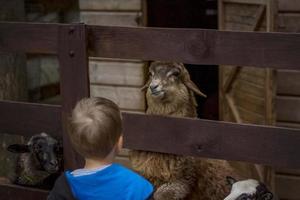 animales en un aviario en un zoológico de una pequeña ciudad. los animales se alimentan de las manos de los visitantes, y los niños pueden acariciarlos foto