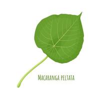 ilustración vectorial, hoja de macaranga peltata, los nombres comunes se llaman kenda o kanda, aislados en fondo blanco. vector