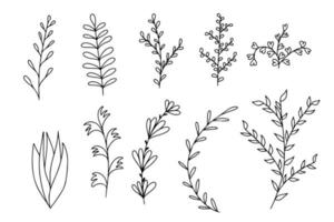 Botanical plants in hand drawn doodle style. Vector illustration isolated on white background. Collection of different twigs with leaves.