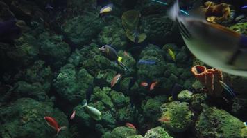 Beautiful scene in aquarium, close up video