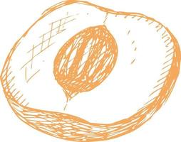 Half of a peach drawn sketch. vector