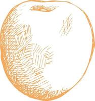 Peach hand drawn sketch. vector