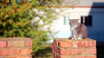 Katze auf einem Zaun video