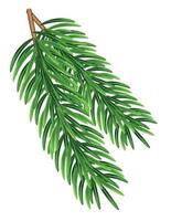Green fir branches, decoration for Christmas and New Year on a transparent and white background. Universal template for flyers, postcards, price tags, invitations, Christmas tree vector no raster