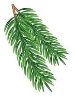 ramas de abeto verde, decoración para navidad y año nuevo sobre un fondo transparente y blanco. plantilla universal para folletos, postales, etiquetas de precio, invitaciones, vector de árbol de Navidad sin trama