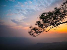 hermosa puesta de sol y árbol de silueta en el acantilado de yeabmek en el parque nacional de la montaña phu kradueng en la ciudad de loei tailandia. parque nacional de la montaña phu kradueng el famoso destino de viaje foto