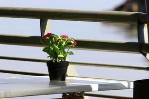 Flower pot with green plants in the city park. photo