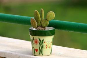 Flower pot with green plants in the city park. photo