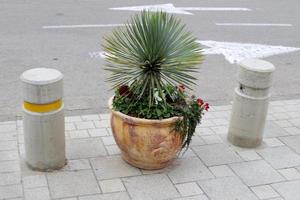 Flower pot with green plants in the city park. photo