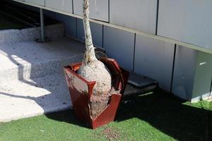 Flower pot with green plants in the city park. photo