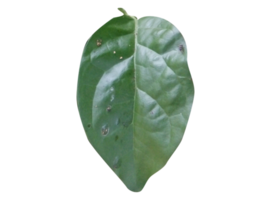 Leaf Crop PNG