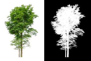 tree that are isolated on white background are suitable for both printing photo