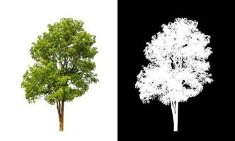 tree isolated on white background with clipping path and alpha channel photo