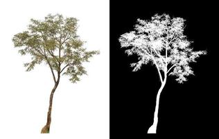 tree isolated on white background with clipping path and alpha channel photo