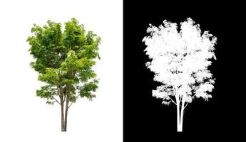 tree isolated on white background with clipping path and alpha channel photo