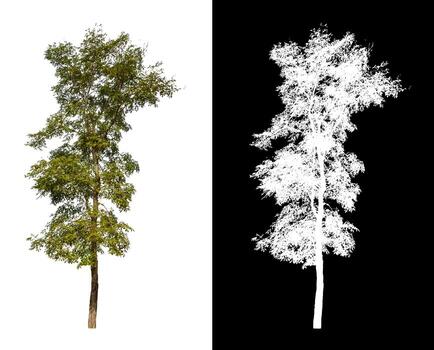 tree isolated on white background with clipping path and alpha channel photo