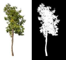 tree isolated on white background with clipping path and alpha channel photo