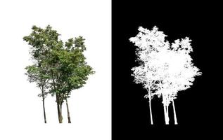 tree isolated on white background with clipping path and alpha channel photo