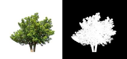 tree isolated on white background with clipping path and alpha channel photo