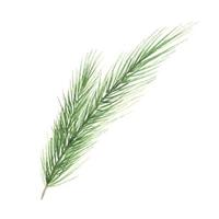Watercolor Christmas tree branches. Hand painted texture with fir-needle natural elements. isolated. freehand drawing of festive needles from spruce, decoration for christmas and new year vector
