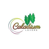 Caladium lovers leaf simple design vector