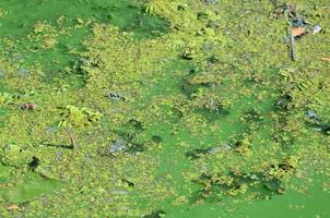 The surface of an old swamp covered with duckweed and lily leaves photo