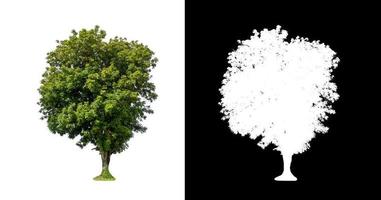 tree isolated on white background with clipping path and alpha channel photo