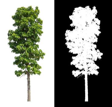 tree isolated on white background with clipping path and alpha channel photo